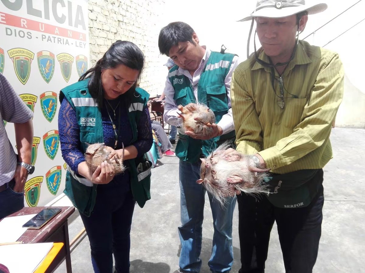 Arequipa: Sanciona a nueve personas por uso ilegal de quirquinchos en rituales de Año Nuevo