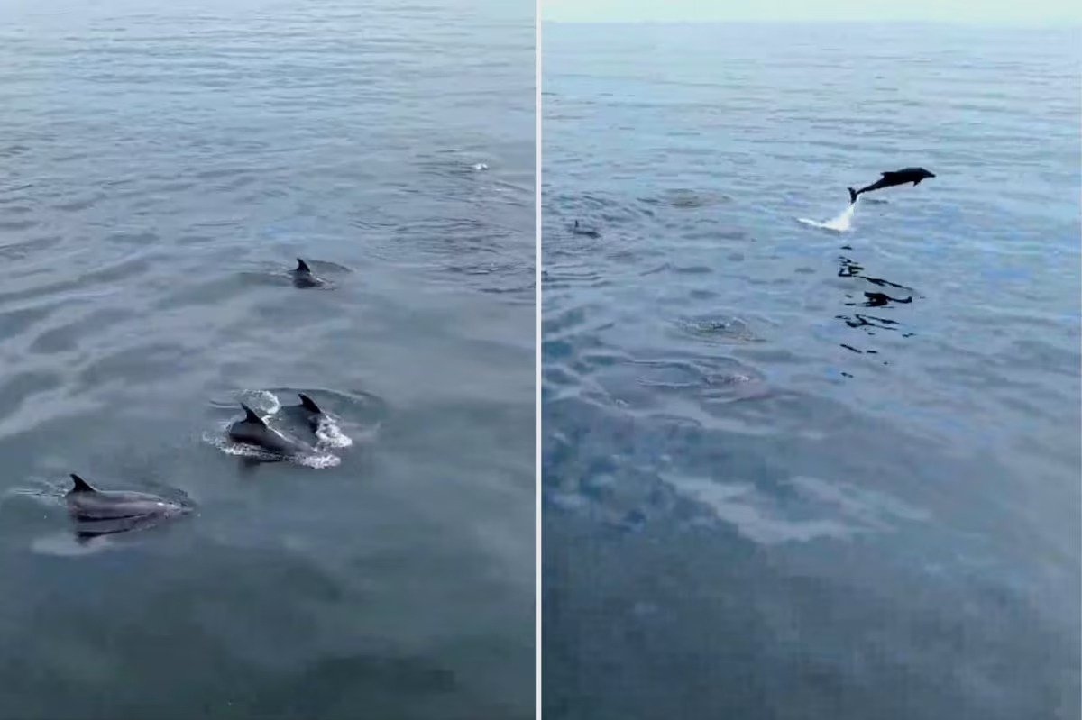 Delfines sorprenden a visitantes en las playas de Mollendo
