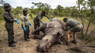 Usan radiactividad para frenar la caza de rinocerontes