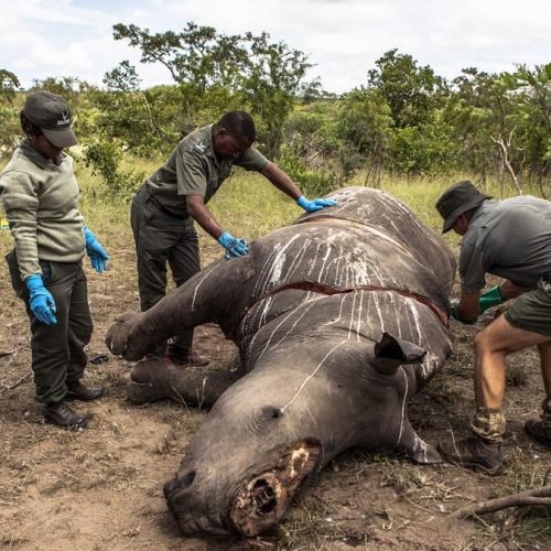 Usan radiactividad para frenar la caza de rinocerontes