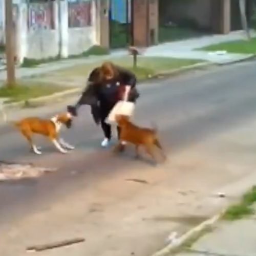Aumentan casos de mordedura canina en Arequipa y alertan riesgo de rabia.