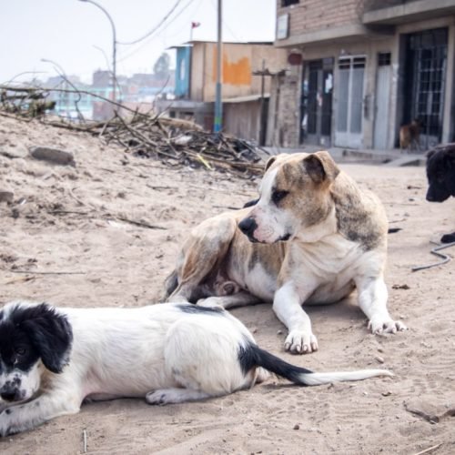 Municipios de Arequipa incumplen registro de perros peligrosos según alerta la Gerencia Regional de Salud