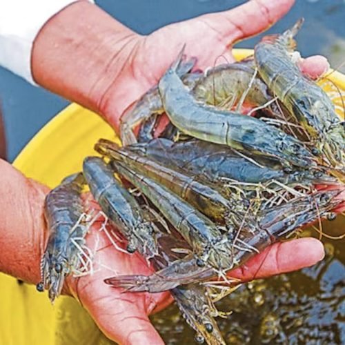 Contaminación del río Tambo reduciría la pesca de camarón en Islay