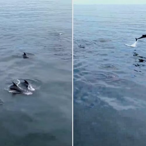 Delfines sorprenden a visitantes en las playas de Mollendo