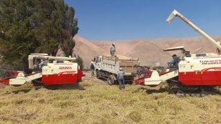 Programa de Cosecha de Trigo 2025 atendió a más de 250 agricultores del valle de Tambo