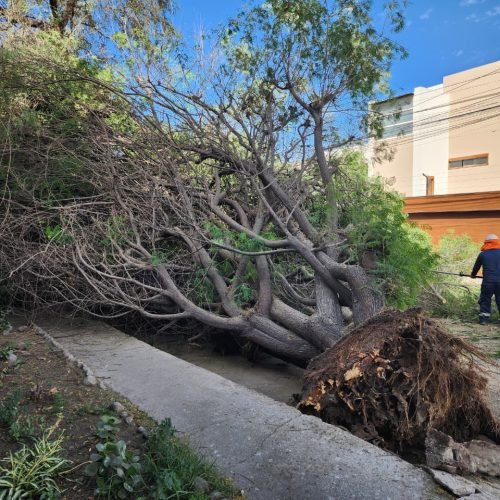 Árbol cae en Vallecito y vecinos denuncian falta de mantenimiento en Arequipa